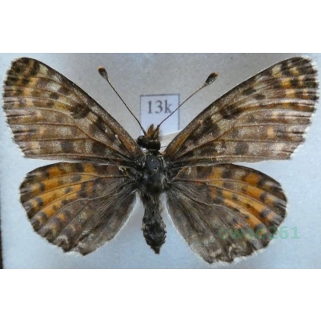 Melitaea didyma (Esper, 1778) female Przeplatka didyma Czech13k